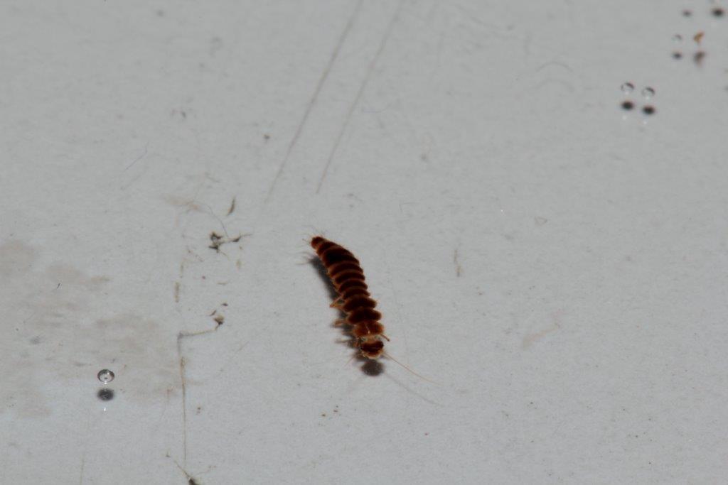 Foto di laboratorio da confermare: larva di Scirtidae